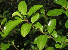 20 PITTOSPORUM TENUIFOLIUM SEEDS