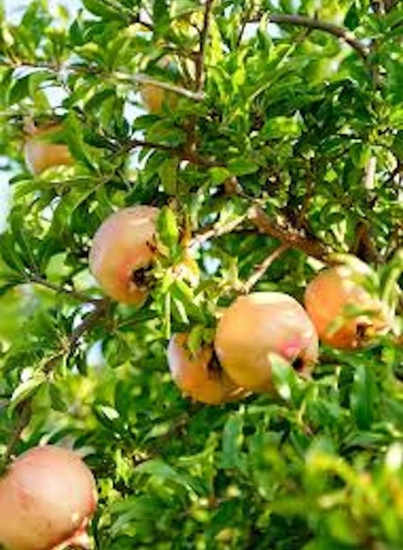 Pomegranate (Punica) Fruiting Edible Potted Tree Plant, Outdoor Full Sun, 2 ft