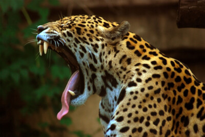 Jaguar Panthera Pardus Animal Wild Animals Wall Art Home Decor - POSTER 20x30