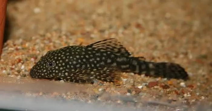 Tropical pleco clearance fish