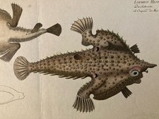 Beautiful Engraving 18th Century 1795 Fish Ludwig SCHMIDT Sea Toad Kruger Animal