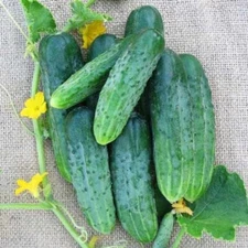 100 Seeds Cucumber AKORD F1 Bejo Zaden Netherlands семена огурец огірок