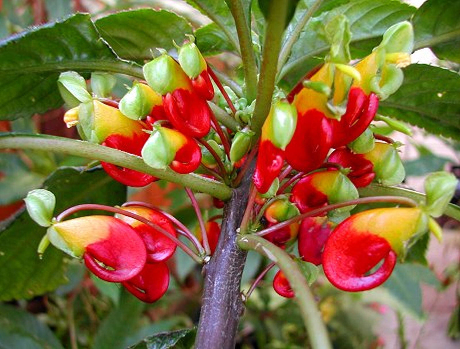 Impatiens Niamniamensis Bec de Perroquet pour végétaliser votre salon lumineux et véranda