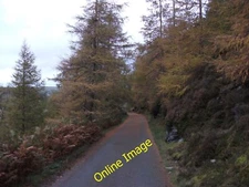 Photo 6x4 Carpet of pine needles Glyndyfrdwy The shed leaves from the lar c2012