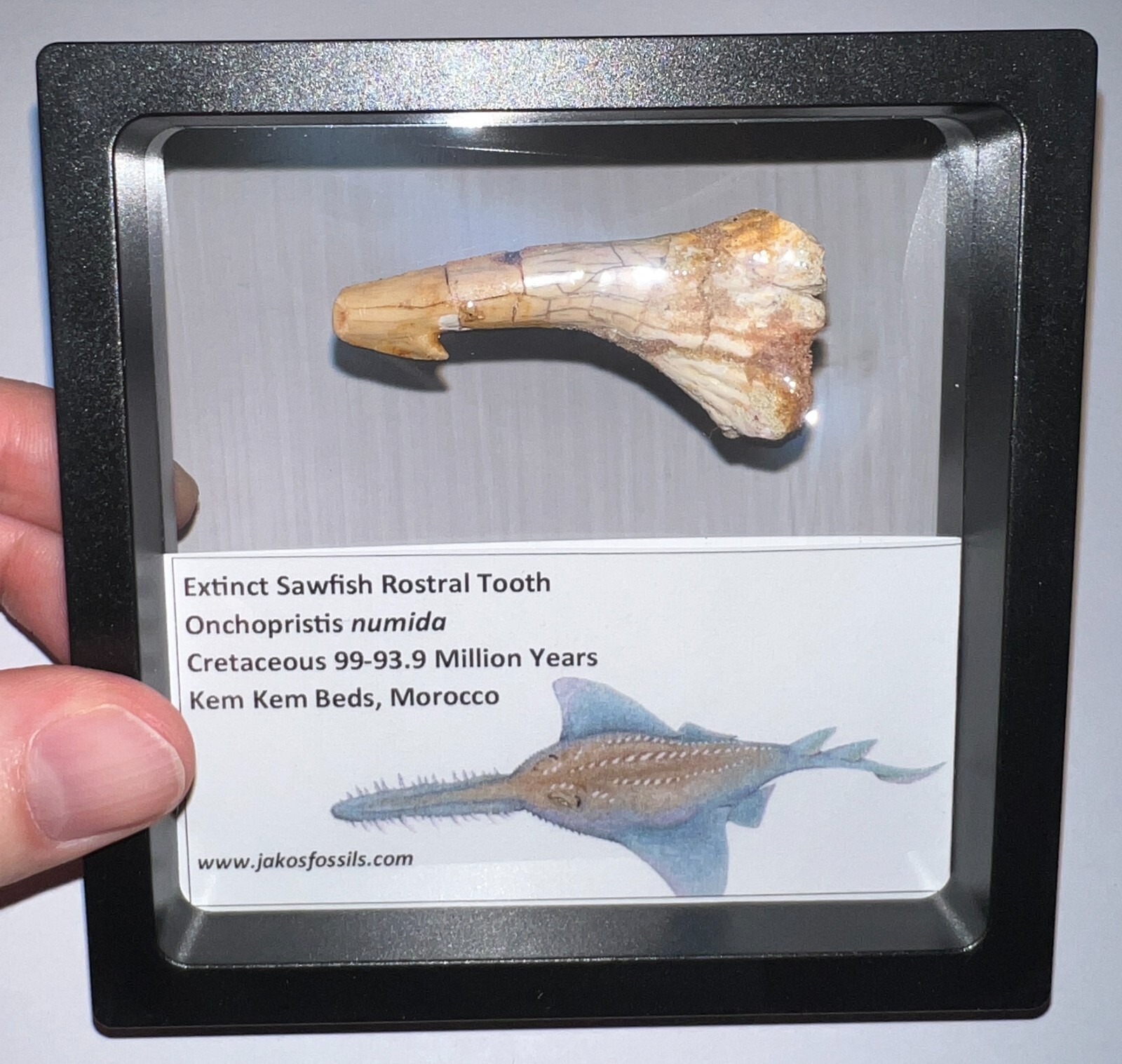 Framed ONCHOPRISTIS Fossil Dinosaur Era Sawfish Tooth Lot! 2+ IN! One per Order