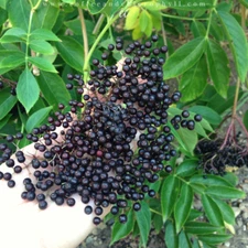 1 Wyldewood Live Elderberry Rooted Plant - Healthy Edible Shrub - Zones 3-8
