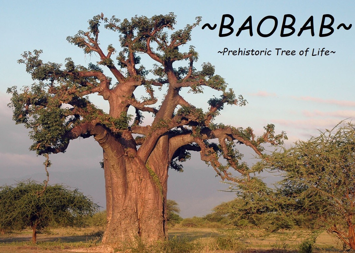 BAOBAB~ Adansonia Digitata Prehistoric Tree of LIFE Excellent