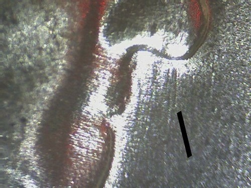 1959 FRANKLIN HALF DOLLAR DIE CLASH NOSE "BUGS BUNNY" ICG MS64 FBL 1801 - Picture 3 of 4