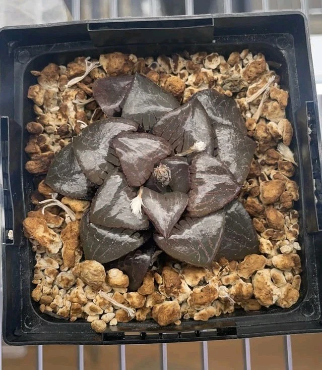 Haworthia 'Crystal Ball' springbokvlakensi Succulent plant
Opens in a new window or tab