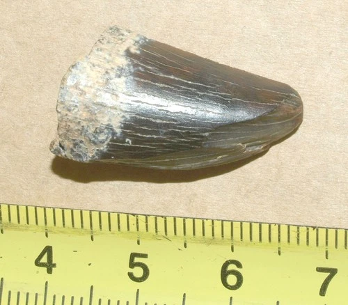 RARE Tooth of tyrannosauroid dinosaur-Timurlengia euotica, Cretaceous Uzbekistan