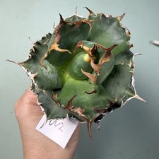 Wyprzedaż Rzadka roślina kaktusów Agawa titanota 'Magic Ball' WYSIWYG Dekoracja ogrodowa