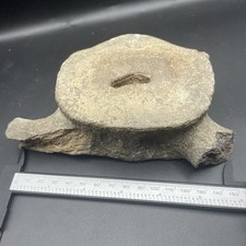 LEVIATHAN WHALE VERTEBRA FOSSIL BACKBONE AUTHENTIC FOSSIL FLORIDA