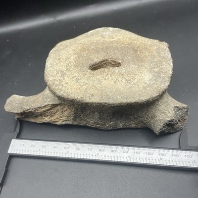 LEVIATHAN WHALE VERTEBRA FOSSIL BACKBONE AUTHENTIC FOSSIL FLORIDA
