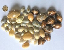 LOT Of 44 Assorted Cowrie (.5-1.75") Sea Shells
