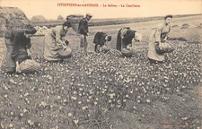 CPA 45 PITHIVIERS EN GATINAIS SAFFRON PICKING 
