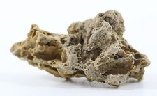 Tyrannosaurus rex T Rex Fossil Trabecular 1.64" 41.8mm South Dakota SD COA 6844