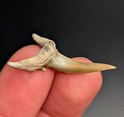 #ad #ad Gorgeous Quality Sand Tiger Shark Tooth From BV Florida $22.27