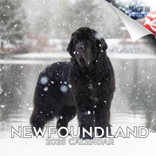 2025 2026 Newfoundland Calendar - Dog Breed Monthly Wall Calendar - 12 x 24 O...