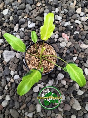 Philodendron Xanadu Variegated Mature Real Picture House Plant