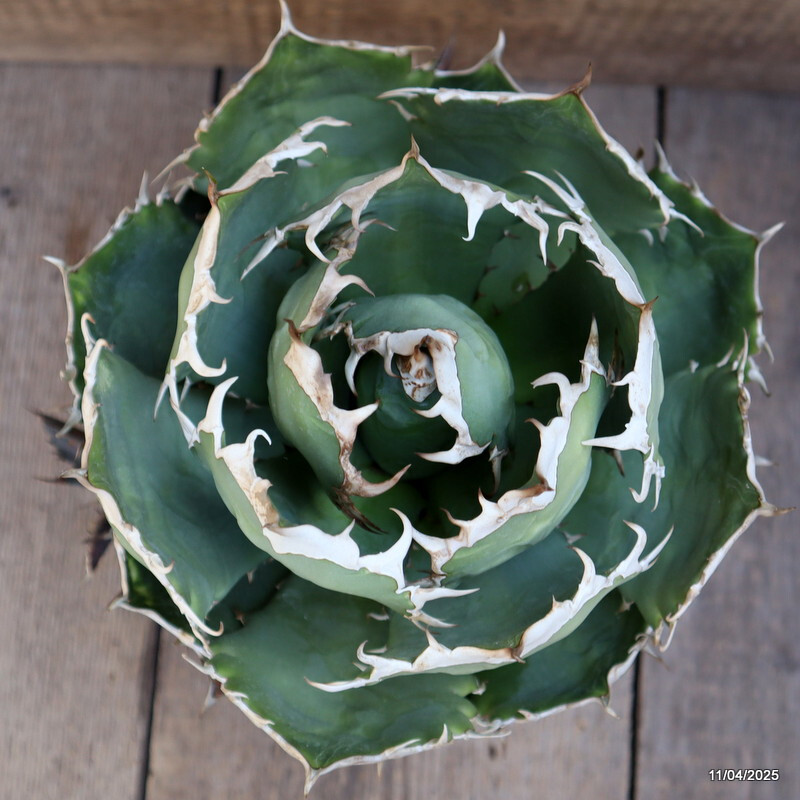 S801-71 Agave titanota Oteroi Oaxaca アガベ チタノタ オテロイ