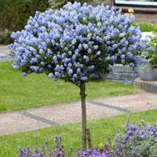 Ceanothus Standard Tree, Californian Lilac, 19cm Pot, 65-90cm Tall, Evergreen