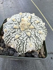 Astrophytum asterias Super Kabuto Star Form V Type Cool Pattern!