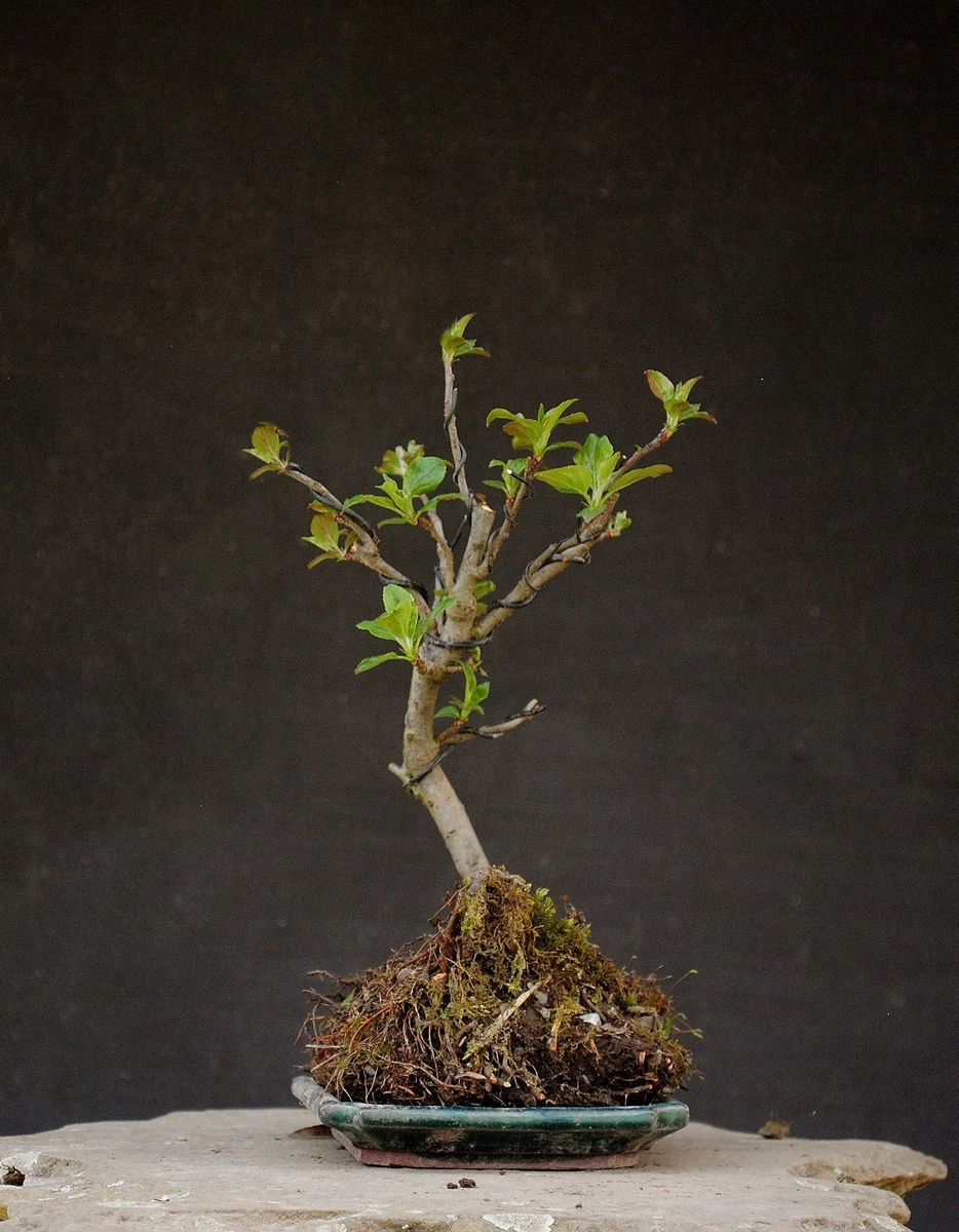 Bonsai Winterhart online kaufen | eBay