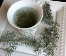 Pine Needle Tea BLUE SPRUCE 12oz Pine Needles Healing Tea