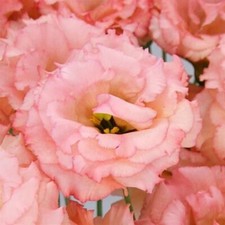 Lisianthus Seeds Lisianthus Celeb 2 Honey Pink 25 Pelleted Seeds