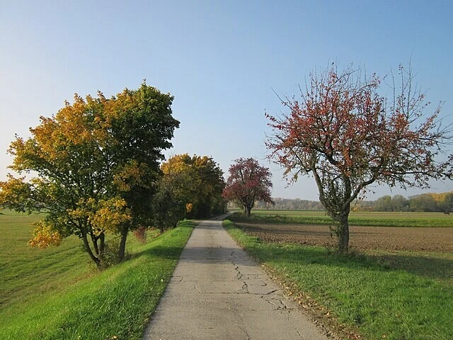 Acer campestre Hedge Maple Tree Seeds - Free Shipping - Bonsai - Image 2 of 4