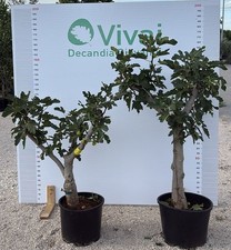 PIANTA di FICO in mastello 35 C.T. da 25 a 35 cm