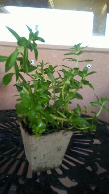 10 Rice paddy herb Limnophila aromatica, Ngo om, rau ngo 10 Rice paddy herb Limnophila aromatica, Ngo om, rau ngo