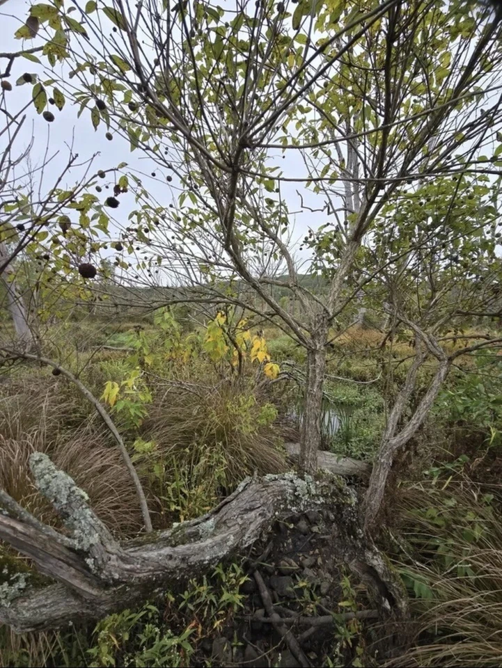 200 + Buttonbush Seeds (Cephalanthus occidentalis) | NON-GMO | Free shipping - Image 2 of 2
