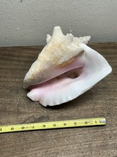 Vintage Large 9" Queen Conch Shell Stunning Colors  Decor Aquarium