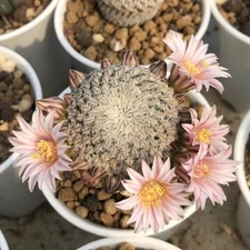 2PCS 2.5-3CM RareSucculent Cacti Plant Mammillaria pectinifera Cactaceae Home