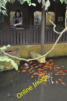 Photo 12x8 South Wight : Amazon World Zoo - Fish Feeding Branstone There a c2012
