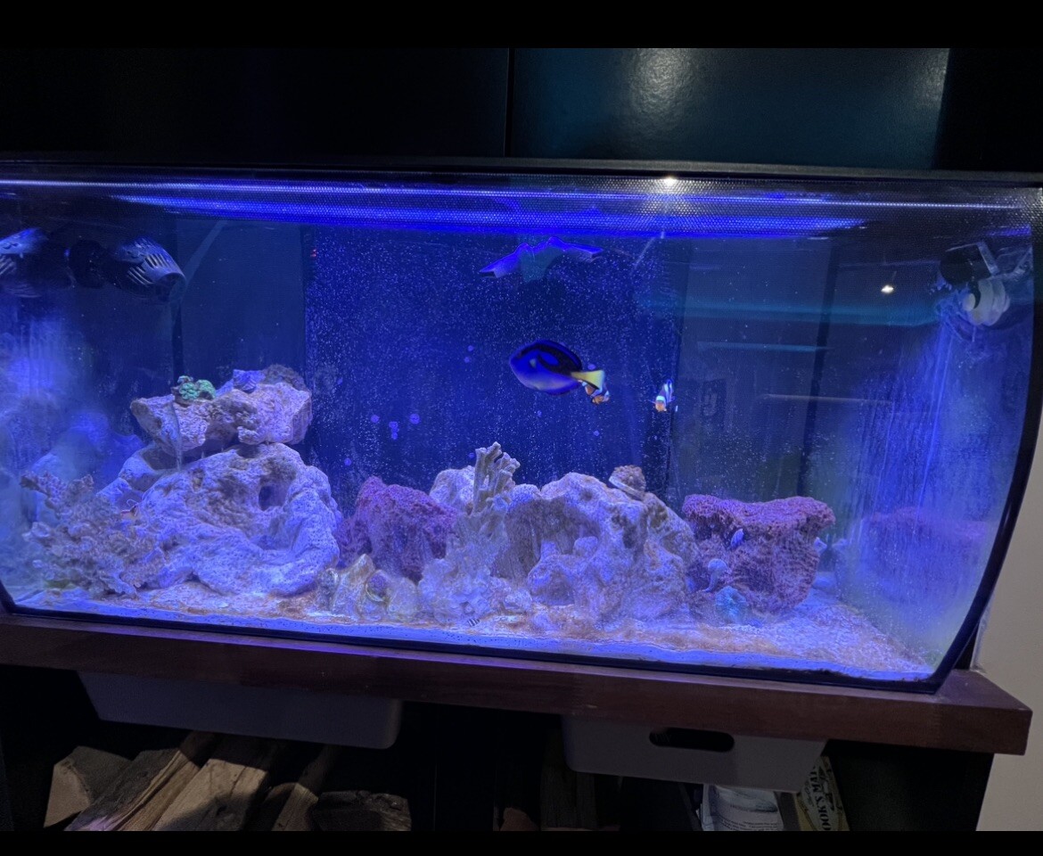 Fluval Flex 123L Marine Fish Tank Aquarium complete setup eBay