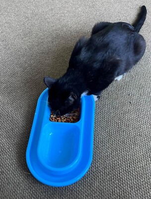 Ant Proof Cat Dog Pet Food Bowl 32 Oz Food Water Bowls Dish for Small Medium New