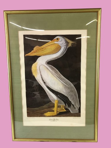 Framed 1836 Audubon American White Pelican Engraving By R. Havell PRINT