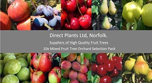 10X 5-6FT LARGE MIXED FRUIT TREE SELECTION 2-3Yr TREES APPLE PLUM PEAR CHERRY - Picture 1 of 10