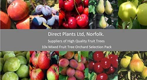 10X 5-6FT LARGE MIXED FRUIT TREE SELECTION 2-3Yr TREES APPLE PLUM PEAR CHERRY