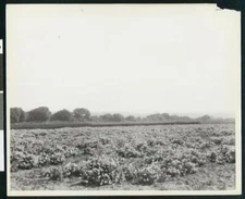 Flower Seed Farm Along The Banks Of The Santa Inez River In Lompo - Old Photo