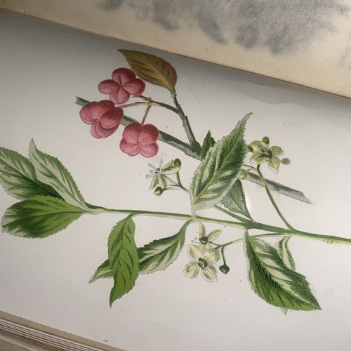 Antique Familiar Wild Flowers F E Hulme Vol 1 To 5 Colour Plates Hardback Books - Picture 17 of 24