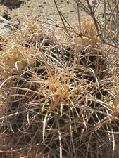 125 E. Xeranthemoides Cactus Seeds