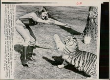 1975 Heidi Nuernberg West Germany Cub Tiger Playful Animal Wirephoto 8X10