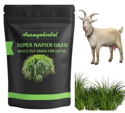 Super Napier Grass Seebs for Goat, High Yield, Cattle Fodder (50 GM to 1000 GM)