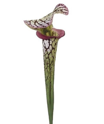 26'' Pitcher Plant Stem. Natural Touch