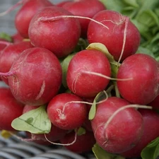 Radish Seeds, Cherry Belle Heirloom, Non-GMO, Fast Growing, Free Shipping