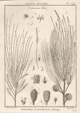 Casuarina, French engraving of an Australian native plant