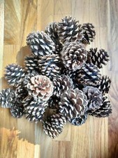 Pine Cones, 24 count, Ponderosa